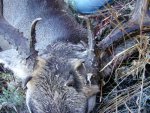 Kyle deer 004.jpg