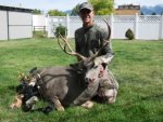 2010deer.jpg