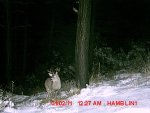 trailcam3.jpg