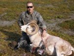 Dall Sheep 3_320x240.JPG