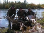 Moose1_320x240.JPG