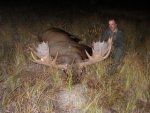 Moose2_320x240.JPG