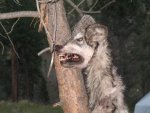 dead wolf.jpg