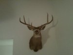my buck.jpg