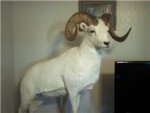 dall sheep.jpg