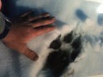 wolf track.jpg