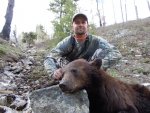 cars bear 4.jpg