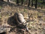 Art's Mule Deer.jpg