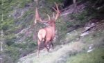 big bull 1.jpg