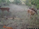 trail cam pics till 7-22-2011 172.jpg