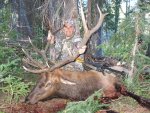 Colorado Elk 2010 012.jpg
