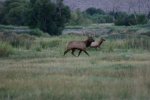 Fred's Tule Elk (live).jpg