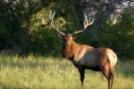 Tule Elk.jpg