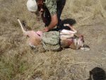 antelope 071.jpg
