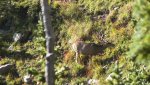 5 point CO deer.jpg