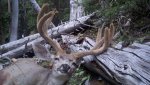 Sangre Deer Photo.jpg