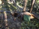 elk 06.jpg
