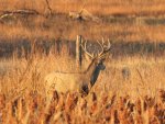 IMG_7677CRP.jpg
