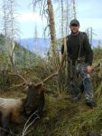 doyles 2011 bull.jpg