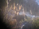 Nov 2009 Deer pics 023.jpg