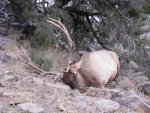 2011 Nevada Elk Hunt 044.jpg