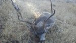 Deer.jpg