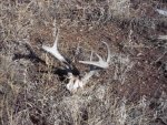 Trophy Coues Deer 018.jpg