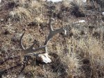 Trophy Coues Deer 020.jpg