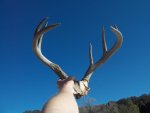 Trophy Coues Deer 022.jpg