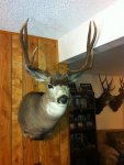 DeerMount.jpg