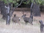 IMG_1248.jpg