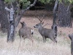 IMG_1250.jpg