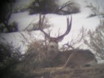 deer pics 054.jpg