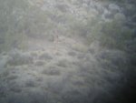 deer pics 001.jpg