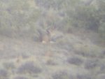 deer pics 004.jpg
