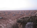 Picture 003.jpg
