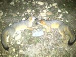2 foxes.jpg