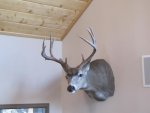 Buck heads 002.jpg