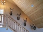Buck heads 001.jpg