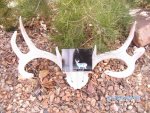 coues deer 066.jpg