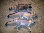 Rode Foxes.jpg