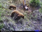 bear pic.jpg