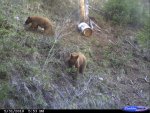 bear pics.jpg