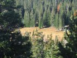 Deerhnt07 062.jpg