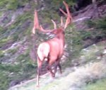 bull elk nv table.jpg