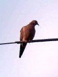 dove 108 yards.jpg