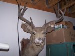 Dad's Malibu deer 001.jpg
