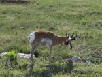 Antelope SE WY in May.jpg