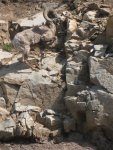 Yellowstone Bighorn Climbing.jpg