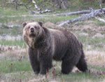 Yellowstone Grizzly.jpg